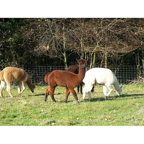 Bild 4 zum Block 2572