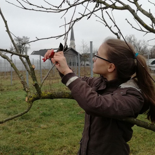 Bild zum Weblog Auch B&auml;ume m&uuml;ssen frisiert werden!