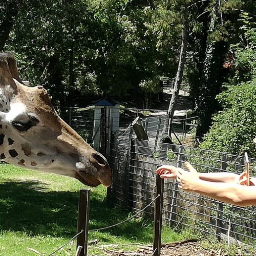 Bild zum Weblog Im Zoo - da gibt es was zu sehen!